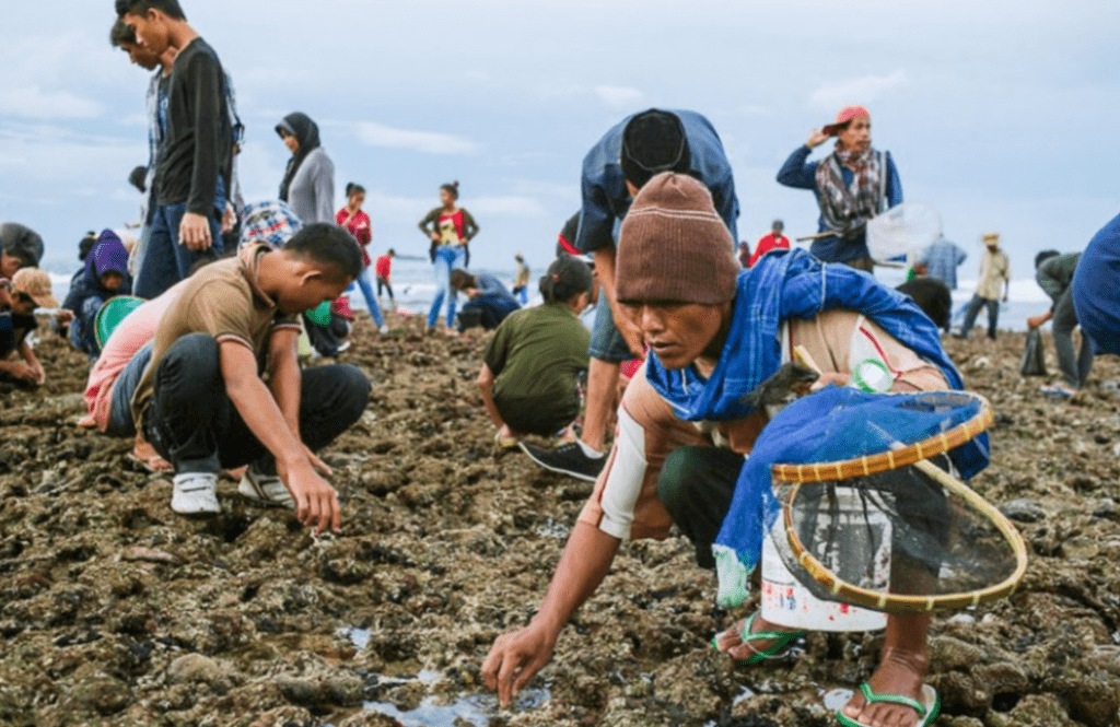 Mengenal Bau Nyale, Tradisi Unik Di Pantai Selatan Lombok
